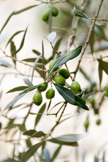 Andar per frantoi e mercatini: un filo d'olio sul piatto